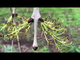 Attēlu rezultāti vaicājumam “Fraxinus excelsior Pendula bud”
