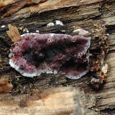 Attēlu rezultāti vaicājumam “Trichaptum abietinum”