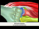 Elbow Anatomy Video Tour