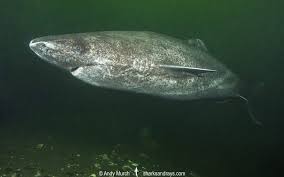 Image result for Somniosus microcephalus