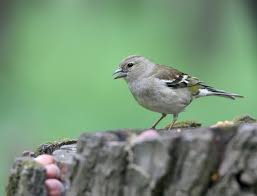 Attēlu rezultāti vaicājumam “Fringilla coelebs female”