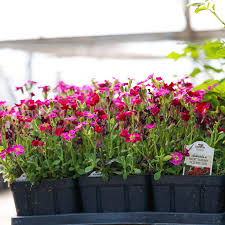 Image result for Aubrieta hybrida (cultorum)