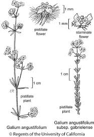 Attēlu rezultāti vaicājumam “Galium schultesii flower”