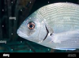 Image result for Diplodus sargus