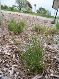 Attēlu rezultāti vaicājumam “Sesleria caerulea leaf”