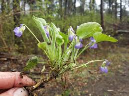 Attēlu rezultāti vaicājumam “Viola collina flower”