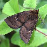 Attēlu rezultāti vaicājumam “Rusina ferruginea female”