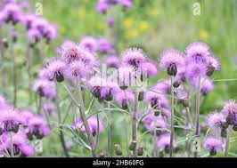 Attēlu rezultāti vaicājumam “Cirsium heterophyllum flower”