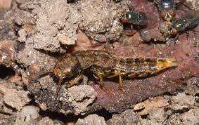 Billedresultat for rovbille