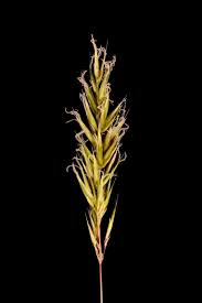 Attēlu rezultāti vaicājumam “Anthoxanthum odoratum fruit”