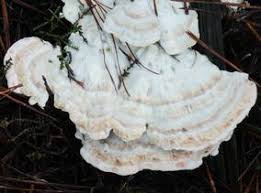 Attēlu rezultāti vaicājumam “Postia floriformis”