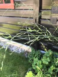 Attēlu rezultāti vaicājumam “Festuca altissima leaf”