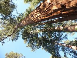 Image result for Mammutbaum