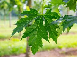 Attēlu rezultāti vaicājumam “Acer saccharinum leaf”