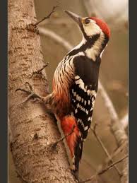 Attēlu rezultāti vaicājumam “Dendrocopos leucotos”