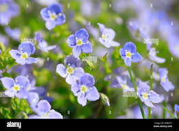 Attēlu rezultāti vaicājumam “Veronica filiformis flower”