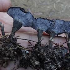 Attēlu rezultāti vaicājumam “Phellodon niger”