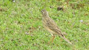 Image result for Anthus godlewskii