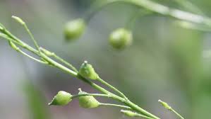 Attēlu rezultāti vaicājumam “Bunias orientalis bud”