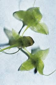 Attēlu rezultāti vaicājumam “Lemna trisulca”