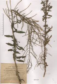 Attēlu rezultāti vaicājumam “Erysimum hieracifolium”