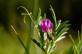 Attēlu rezultāti vaicājumam “Vicia lathyroides”