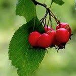 Attēlu rezultāti vaicājumam “Crataegus persimilis fruit”
