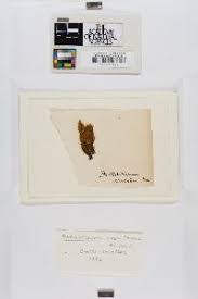 Attēlu rezultāti vaicājumam “Dicranum montanum var. truncicolum”