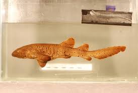 Image result for Ginglymostoma cirratum