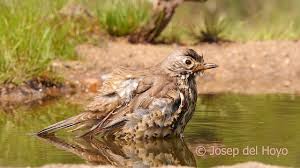 Attēlu rezultāti vaicājumam “Turdus viscivorus adult”
