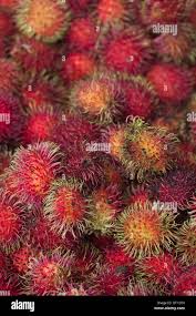 Image result for Litchi chinensis
