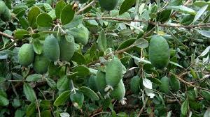 gamravlebis-ის სურათის შედეგი