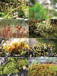 Attēlu rezultāti vaicājumam “Gymnostomum calcareum”