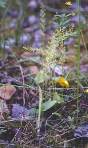 Attēlu rezultāti vaicājumam “Malaxis monophyllos flower”