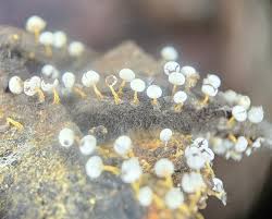 Attēlu rezultāti vaicājumam “Lamproderma pulchellum macro”