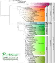 Attēlu rezultāti vaicājumam “Oligonema flavidum”