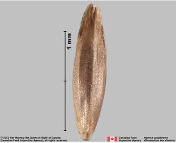 Attēlu rezultāti vaicājumam “Poa nemoralis fruit”