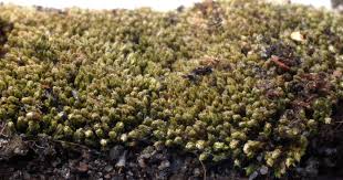 Attēlu rezultāti vaicājumam “Bryum argenteum sporophyte”