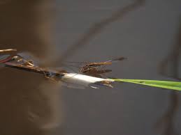 Attēlu rezultāti vaicājumam “Limnoporus rufoscutellatus”