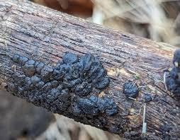 Attēlu rezultāti vaicājumam “Exidia glandulosa”