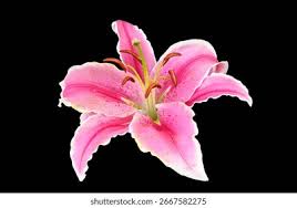 Image result for Lilie