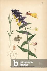 Attēlu rezultāti vaicājumam “Melampyrum nemorosum”