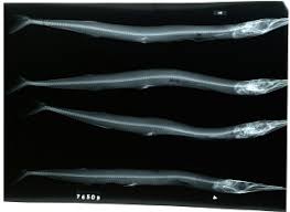 Image result for Archosargus rhomboidalis