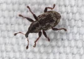 Image result for Coleoptera Curculionoidea