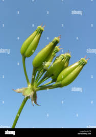 Attēlu rezultāti vaicājumam “Anthriscus sylvestris fruit”