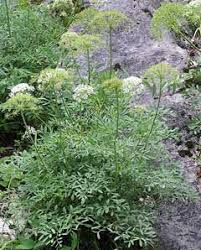 Attēlu rezultāti vaicājumam “Laserpitium latifolium bud”