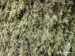 Attēlu rezultāti vaicājumam “Ramalina pollinaria”