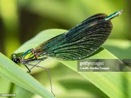 Attēlu rezultāti vaicājumam “Calopteryx virgo male”