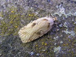 Attēlu rezultāti vaicājumam “Agonopterix aranella”