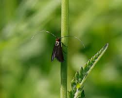 Attēlu rezultāti vaicājumam “Cauchas rufimitrella”